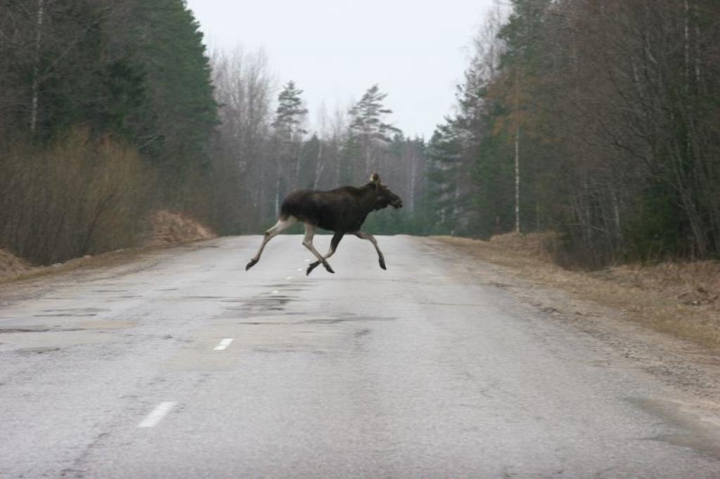 Autors: Gatis Bogdanovs (no arhīva)