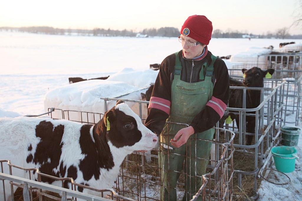 Lizuma pagasta zemnieku saimniecības “Augstkalni” teliņi ir veselīgi un rūdīti, jo pat vairāk nekā 20 grādu salā labi jūtas būros zem klajas debess. “Būrī noteikti ir jābūt pusmetru biezai salmu vai siena migai un jādod padzerties piens, kas sasildīts līdz plus 39, plus 40 grādiem. Mazie teliņi jādzirda četras reizes dienā, vienā reizē ļaujot izdzert trīs četrus litrus piena, bet lielākie – divas reizes dienā,” stāsta zemnieku saimniecības “Augstkalni” saimniece Inese Berga. Dzīvnieki ir uzaudzējuši arī biezus kažokus.
Autors: Gatis Bogdanovs