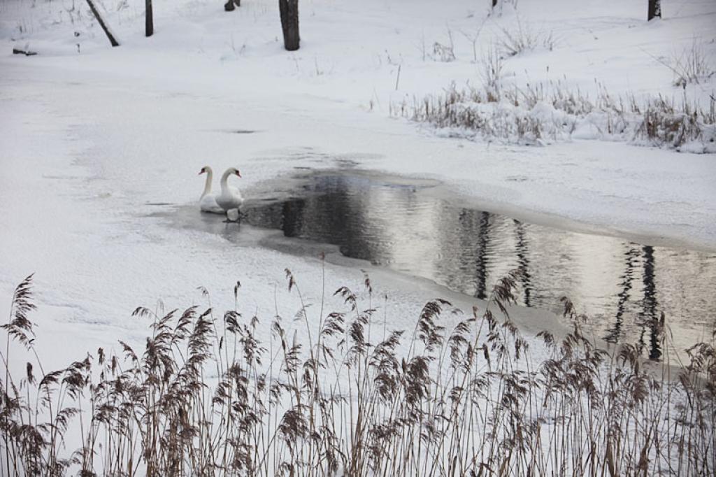 Stāmerienas ezerā arī šajās aukstajās dienās var novērot divus gulbjus. Viņi peld neaizsalušā ūdenī pie tilta pareizticīgo baznīcas tuvumā. 
Autors: Gatis Bogdanovs