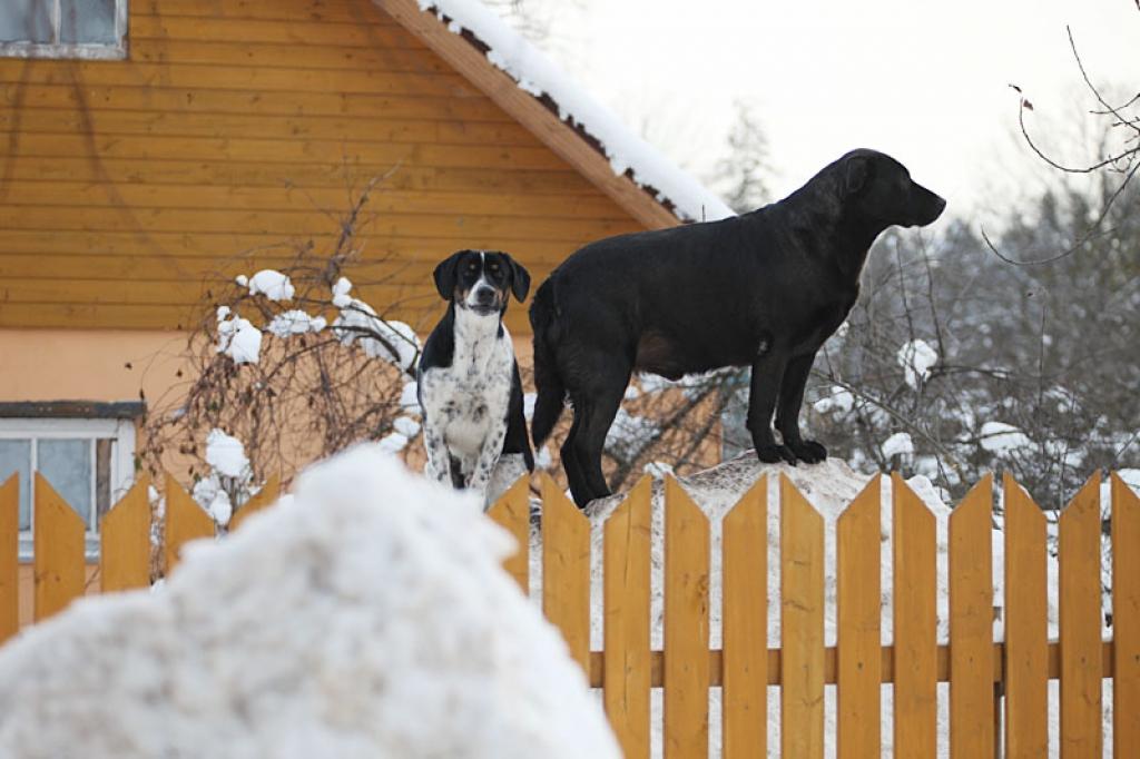 Autors: Gatis Bogdanovs