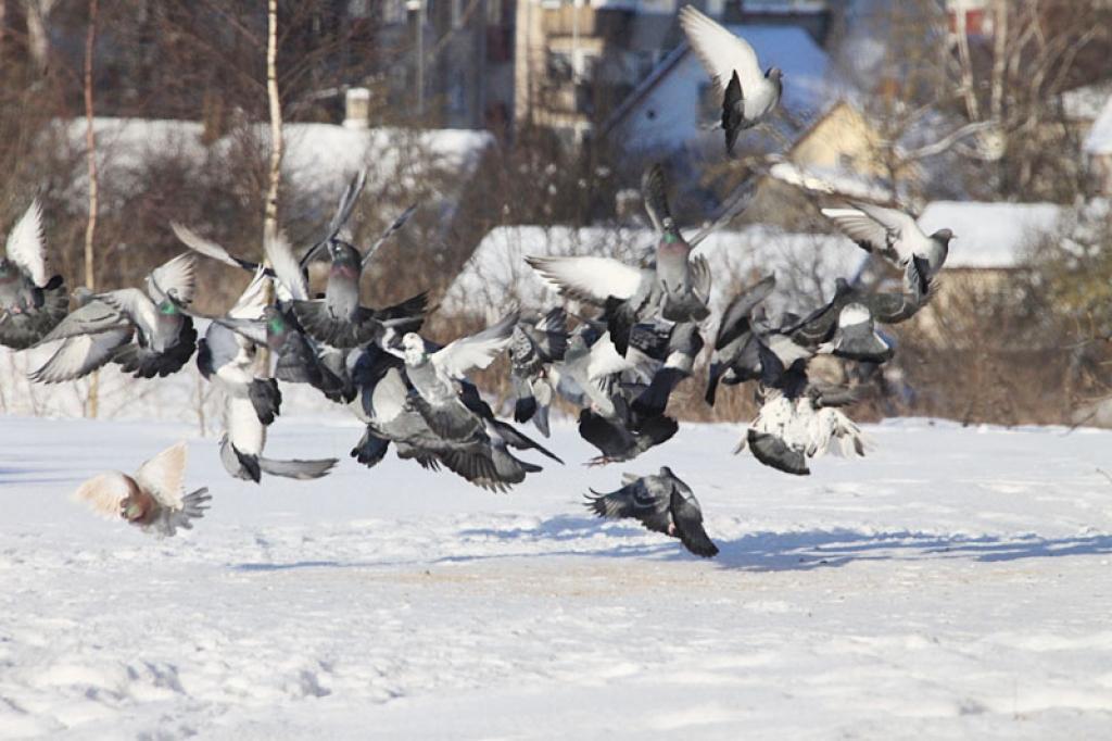 Autors: Gatis Bogdanovs