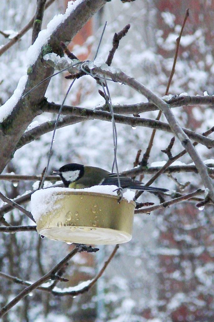 Autors: No interneta