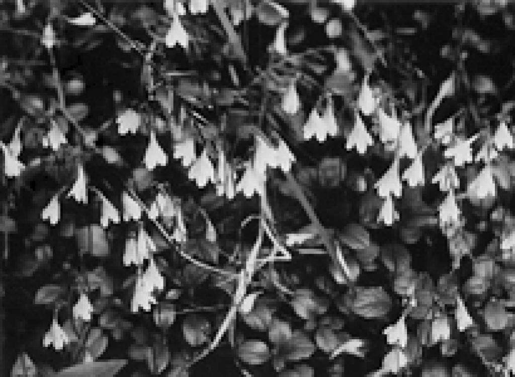 Autors: www.videsvestis.lv