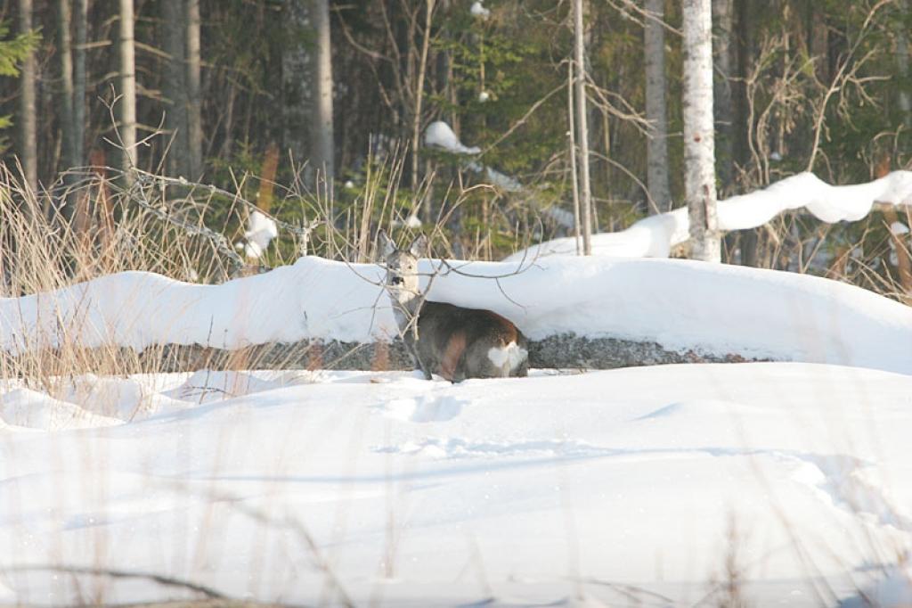 Biezā sniega dēļ meža dzīvnieki biežāk nekā parasti uzturas autoceļu tuvumā, tādēļ arī autobraucējiem jābūt saudzīgiem pret meža dzīvniekiem un piesardzīgiem, jo šādas izmaiņas dzīvnieku uzvedībā var apdraudēt satiksmes drošību uz autoceļiem.
Autors: Gatis Bogdanovs
