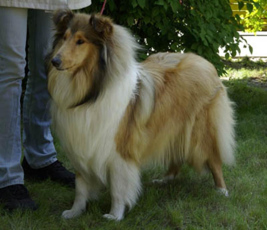 Autors:  www.kolliji.lv 