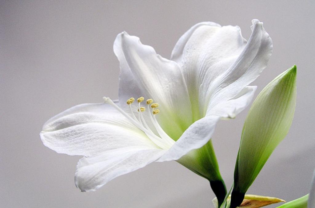 Skaistuma mēnesis.
Autors: Imants Prēdelis