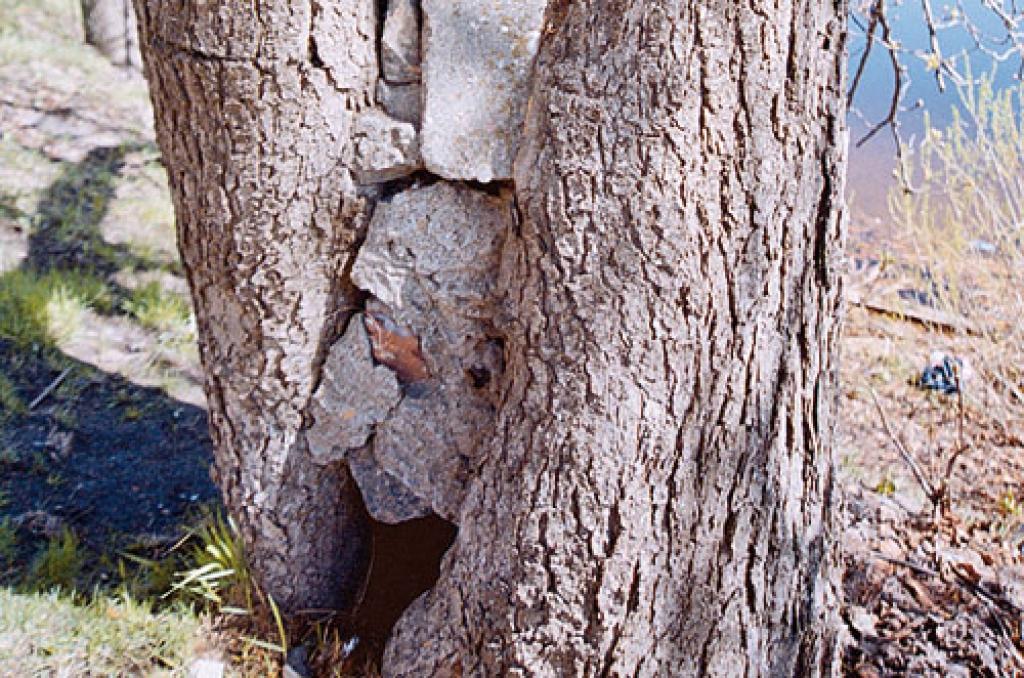 Autors: Dzīvespriekam