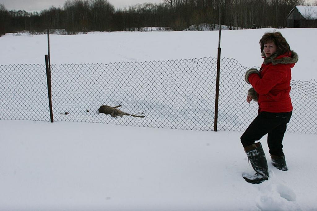 Trīs suņi nokož no tuvējā meža izdzītu dziļā sniega un barības trūkuma dēļ novājinātu stirnu.
Autors: Gatis Bogdanovs