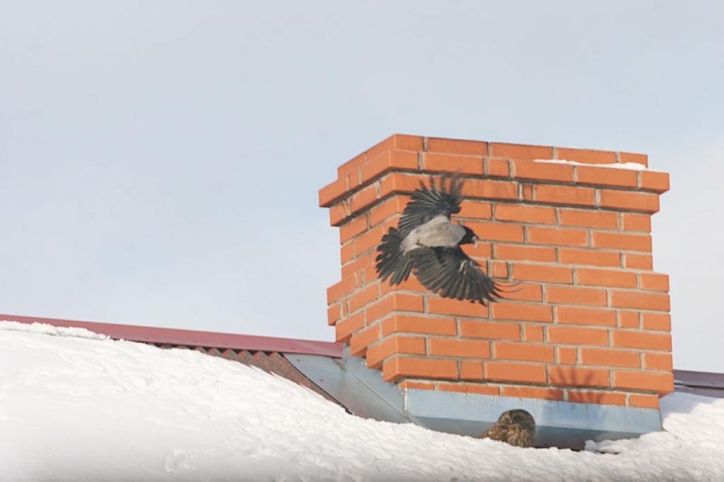 Svētdien Gulbenē, Ābeļu ielā, uz kādas ēkas jumta stundām ilgi sauļojās pūce. Viņa šeit palika par spīti tam, ka vārnu bars centās meža putnu aizdzīt projām.
Autors: Gatis Bogdanovs