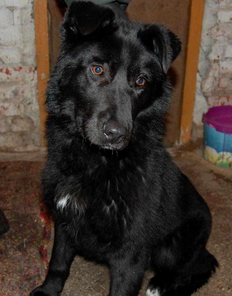 Džekiņš ir apmēram sešus mēnešus jauns, ar krāšņu melnu kažoku un ļoti prātīgs.
Autors: Patversme 