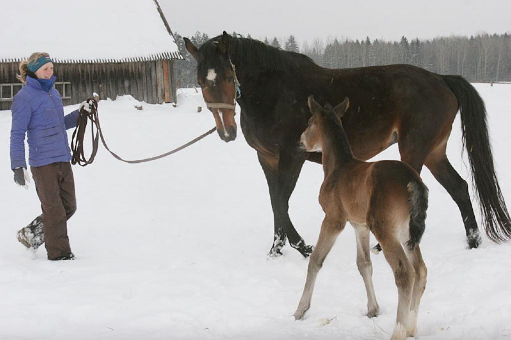 Arī Stāmerienas pagasta zemnieku saimniecības “Pilssētas” ķēvītes Lunas meitai  Elegancei, kurai šī bija pirmā āra pastaiga, nākotnē būs gan mikročips, gan pase trīs valodās. Ikdienā par kumeliņiem rūpējas Guna Aizpuriete (attēlā) kopā ar mammu Anitu.
Autors: Gatis Bogdanovs