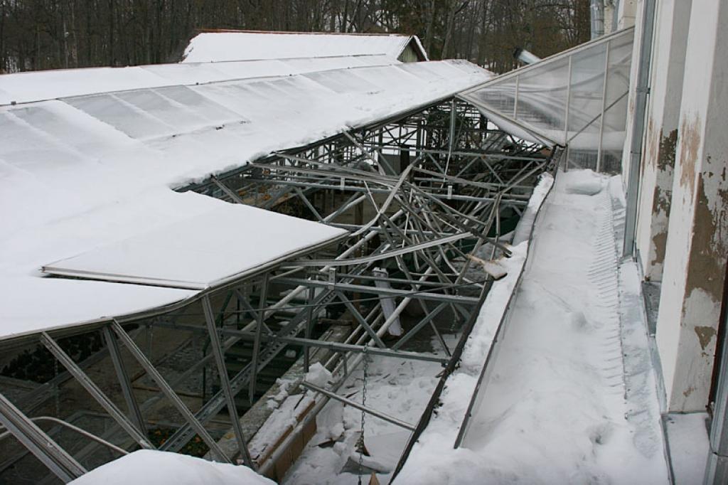  Vecgulbenes muižas dārzniecības vienas stikla siltumnīcas jumtu, ko sadragājis sniega nolauztais Vēstures un mākslas muzeja ēkas skurstenis, nāksies atjaunot. Labi, ka siltumnīcas ir apdrošinātas. 
Autors: Gatis Bogdanovs
