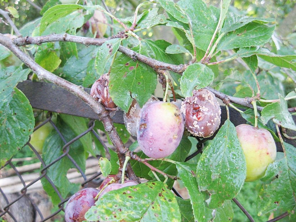 Plūme, kas cietusi no kauleņkoku sausplankumainības. Foto: I.Kārkliņš
Autors: I.Kārkliņš