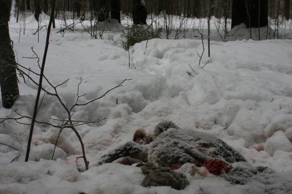 Iedzīvotāji “Dzirkstelei” ziņojuši par Spārītes parkā atrastu stirnas līķa daļu. Nav izslēgts, ka dzīvnieku saplosījuši klaiņojoši suņi.
Autors: Gatis Bogdanovs