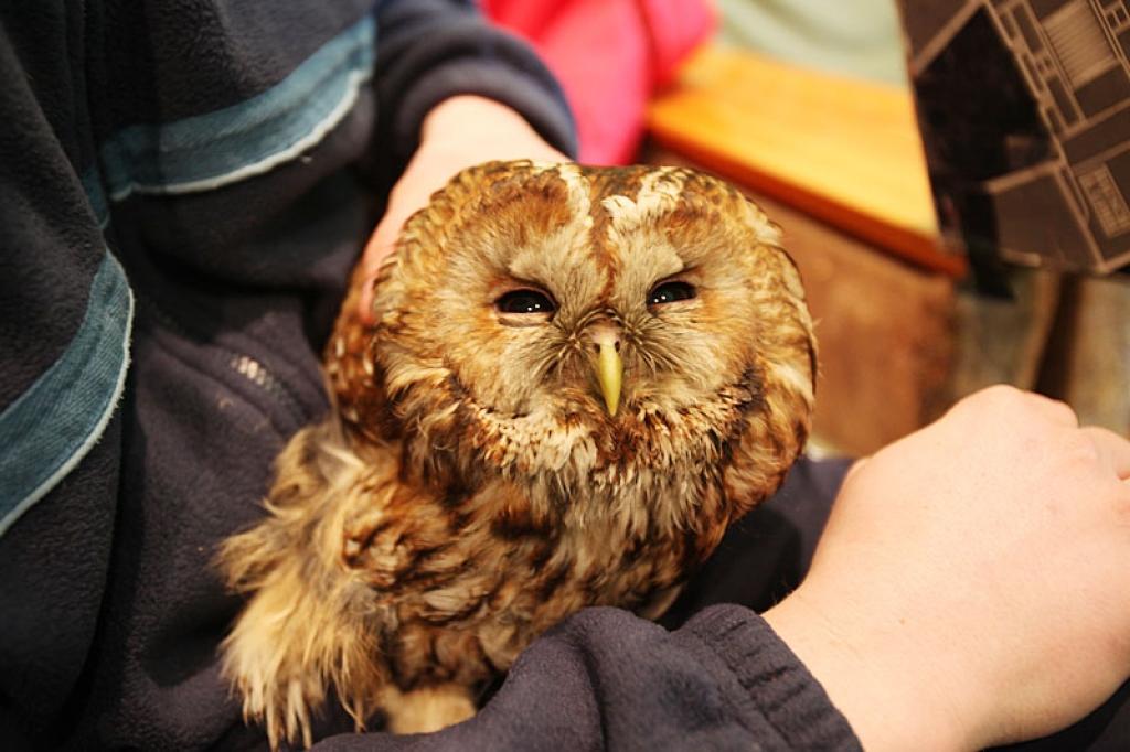 Lai gan ornitologi neiesaka novārgušās pūces turēt mājās, jo tās ir radītas dzīvei dabā, tāpēc mājas apstākļos esot grūti izbarojamas, tomēr tas izdevies ornitologa un dabas pētnieka Elvija Kantāna draugam Mārim Avotam, kurš dzīvo Alūksnes...
Autors: Gatis Bogdanovs