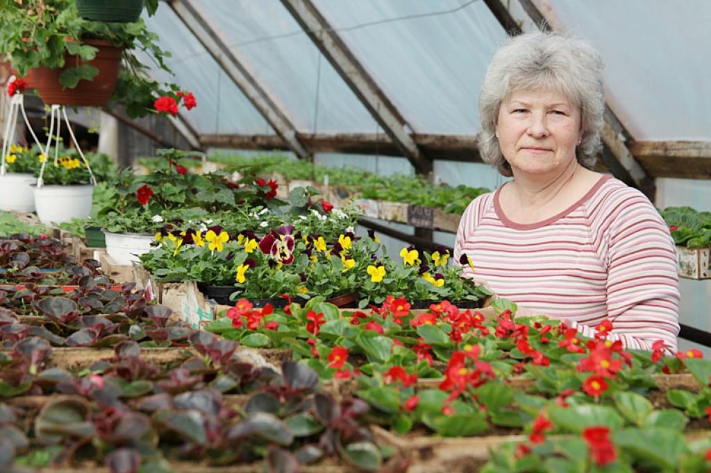  Stādu audzētāja Ārija Divre no Gulbenes atzīst, ka košais un pavasari apliecinošais zaļums siltumnīcās ir vairāku mēnešu neatlaidīga darba rezultāts.
Autors: Gatis Bogdanovs