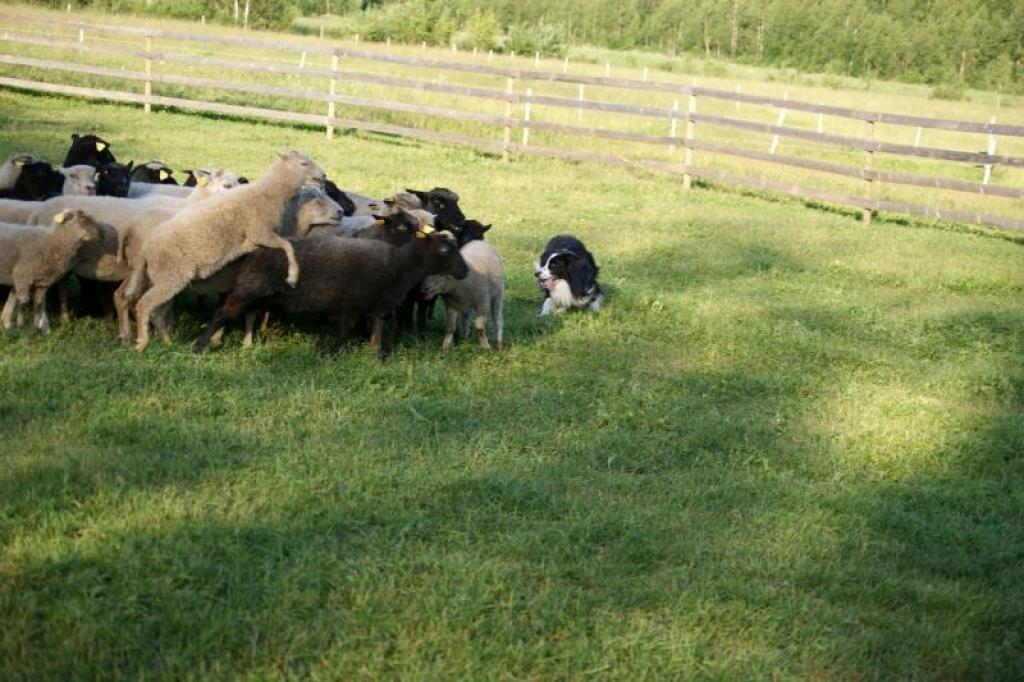 Borderkollijs un aitas.
Autors: No personiskā albuma