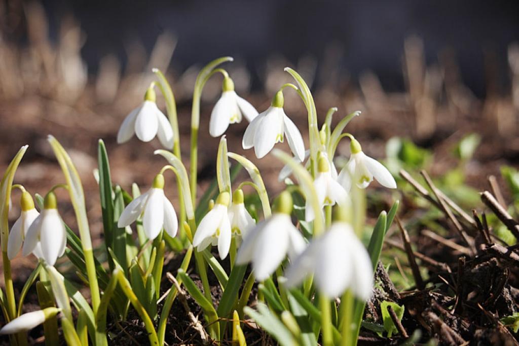 Autors: Gatis Bogdanovs