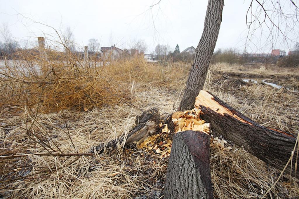 Arī “Dzirkstele” pārliecinājās, ka netālu no pilsētas stadiona ir nozāģētas blīgznas.
Autors: Gatis Bogdanovs