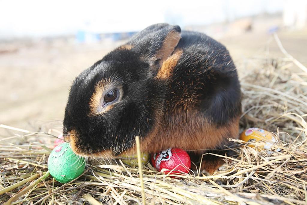 Autors: Gatis Bogdanovs