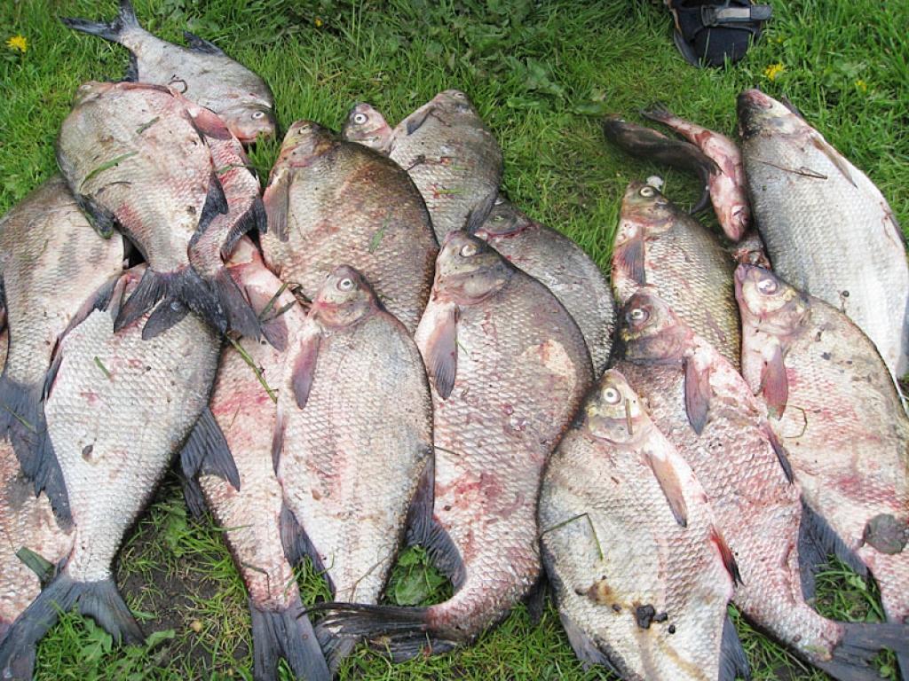 Makšķernieki atceras, ka pērn 25.maijā izdevies mājās pārvest pat 25 kilogramus brekšu.
Autors: Tamāra Ulase