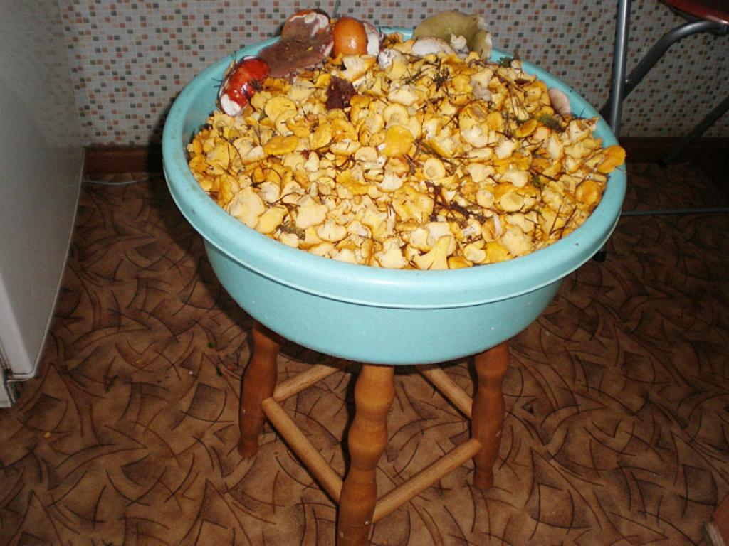 Gulbeniete Marta Mikolaja jau Līgosvētku dienā Stradu pagasta mežos pie Kaļņa ezera savākusi trīs spaiņus ar gailenēm, bekām un baravikām.
Autors: No personiskā albuma