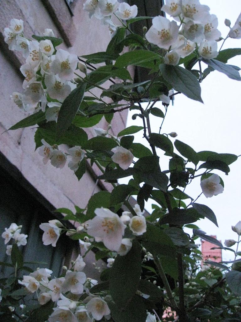 Autors: Tamāra Ulase