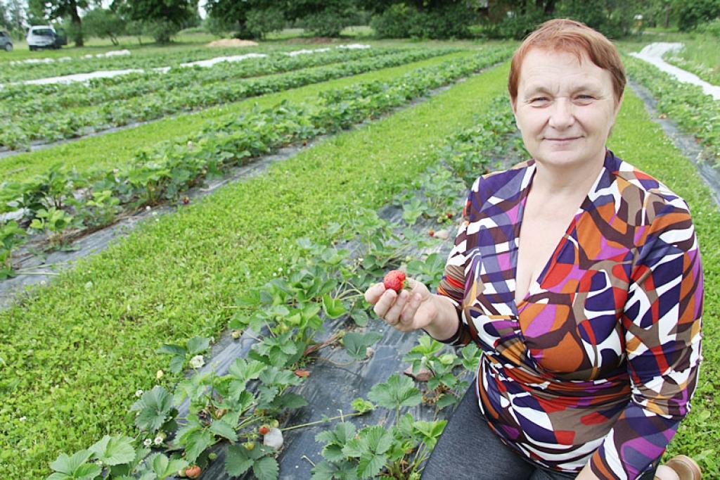  Zemeņu vagās šogad ogas ienākas gausi, jo tām trūkst siltuma un saules. Arī šķirnes, katra no tām, stādīta konkrētā vietā, uzvedas citādāk
Autors: Gatis Bogdanovs