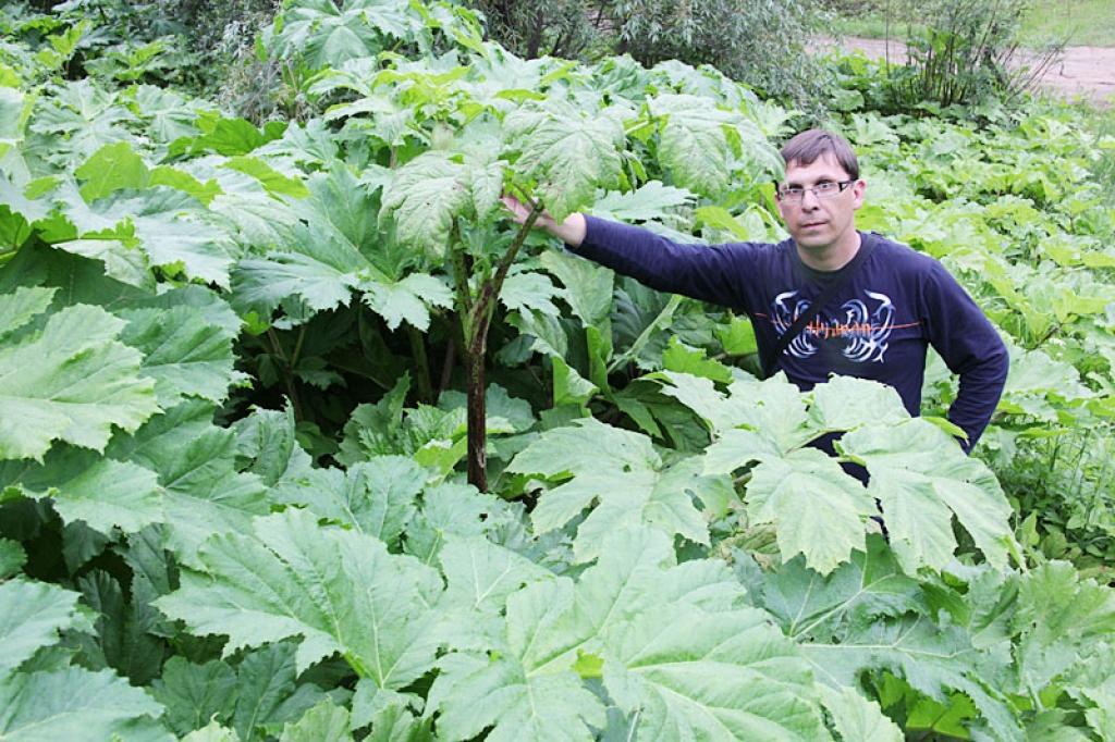  Valsts augu aizsardzības dienesta speciālists Vladimirs Bleidels pārliecinājies, ka plašas latvāņu audzes izveidojušās Stradu, Daukstu, Tirzas, Beļavas pagastā. 