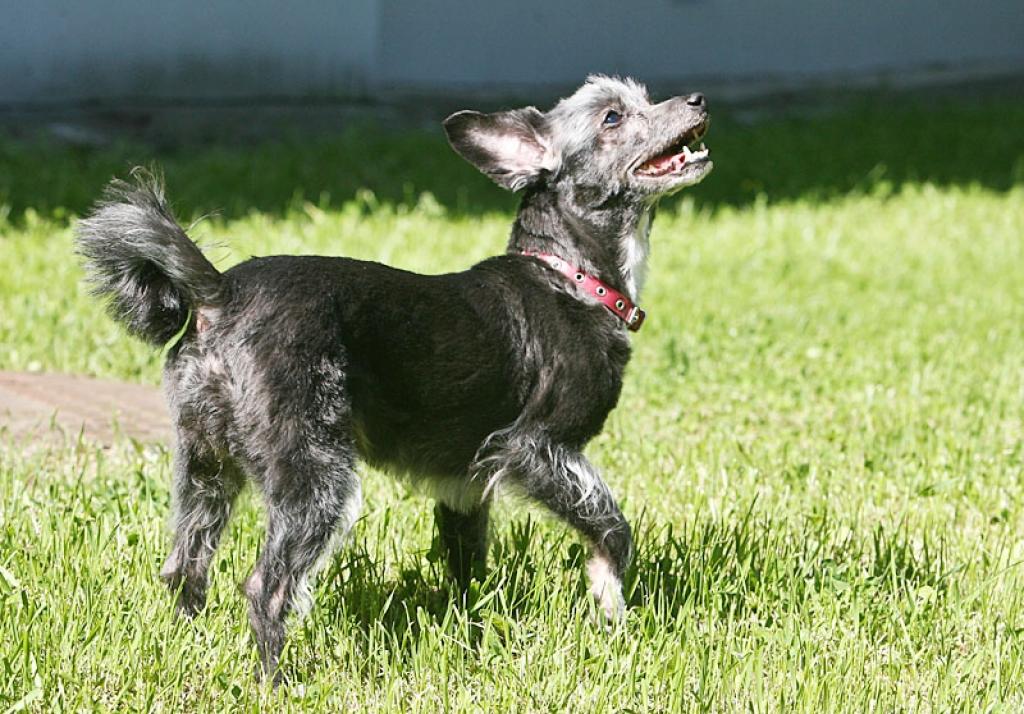 Autors: Raitis Puriņš (