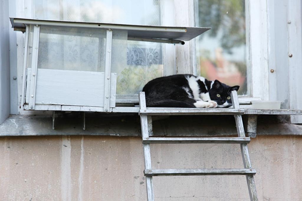 Klaiņojošā kaķenīte Mince ir atradusi labus un gādīgus saimniekus.
Autors: Gatis Bogdanovs