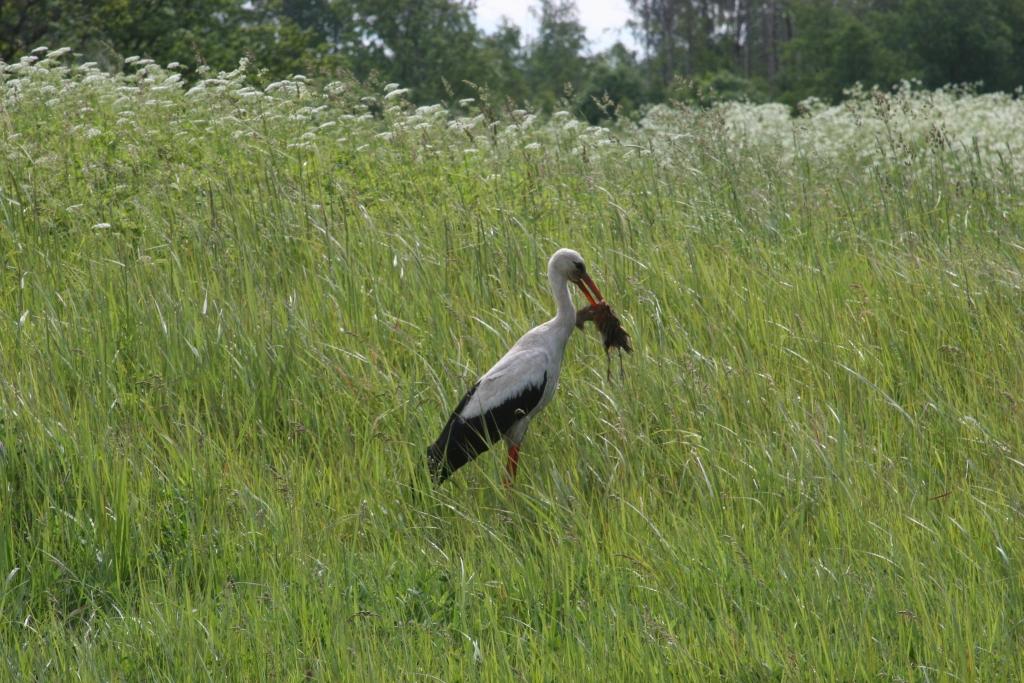 Autors: Gatis Bogdanovs