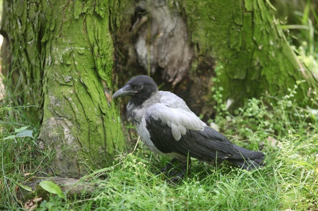 Varbūt kāds atpazīst šo vārnu kā savu pieradināto putnu? 
Autors: Gatis Bogdanovs