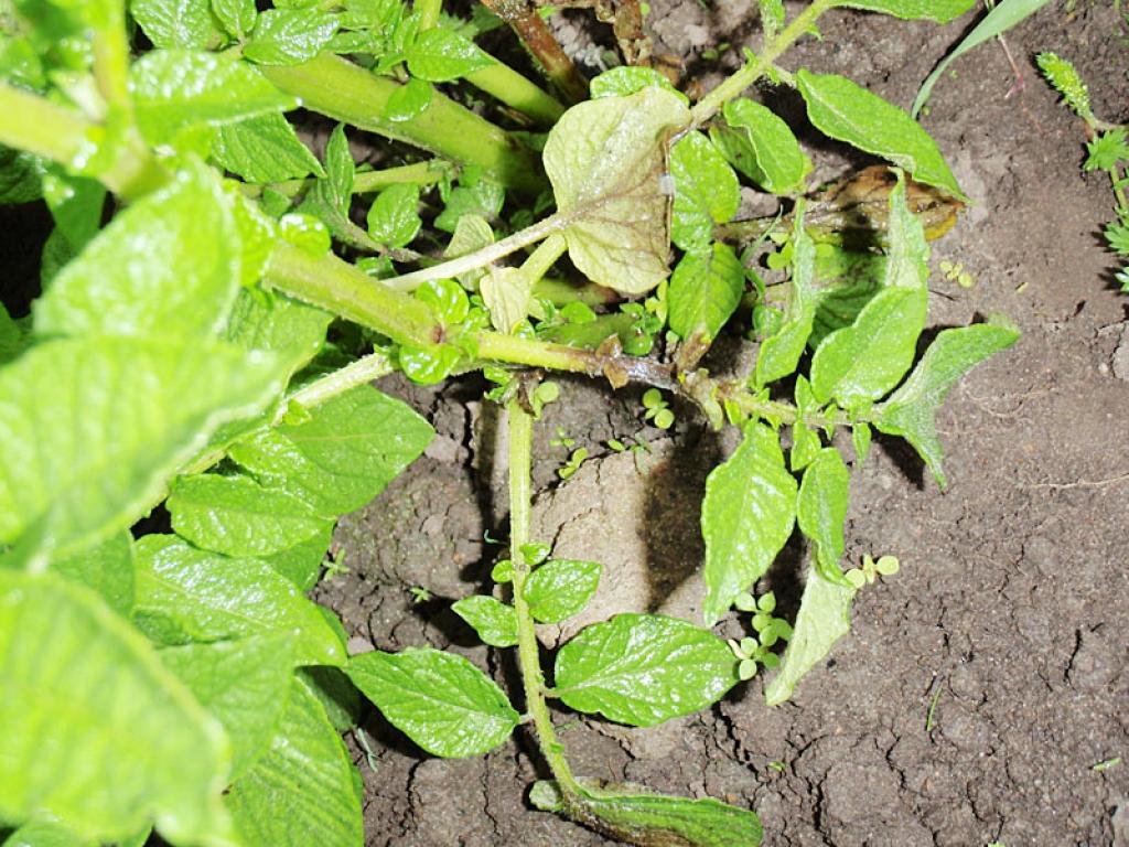 Autors: No personiskā albuma