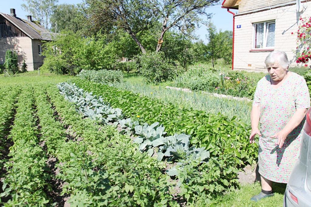 Pēdējos gados ne vienu vien Malas ielas iedzīvotāju, tostarp arī Maigu Gailīti, apciemo nelūgti ciemiņi - lapsas. 
Autors: Gatis Bogdanovs