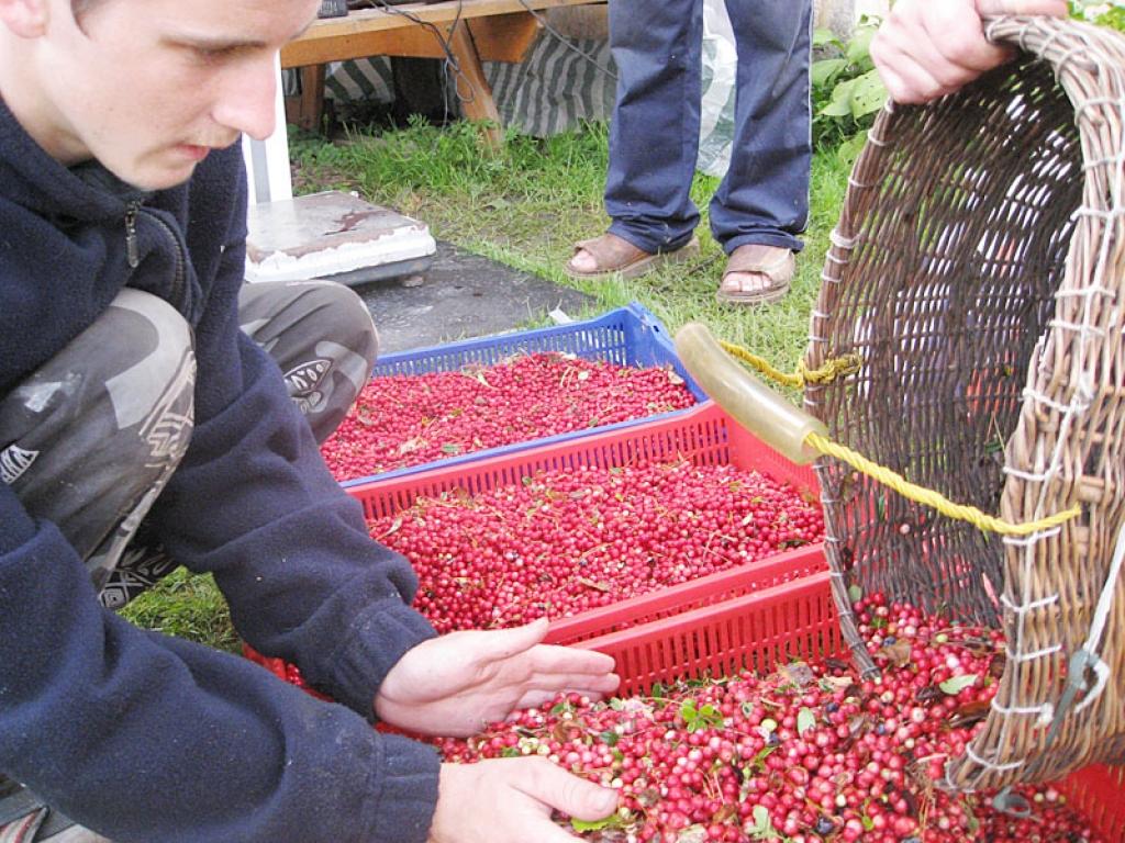 Tagad mellenes gandrīz beigušās, sācies brūkleņu laiks. Ogu un sēņu lasītāji vākumu pēc izvēles var nodot kādā no vismaz pieciem uzpirkšanas punktiem Gulbenē. 
Autors: Tamāra Ulase