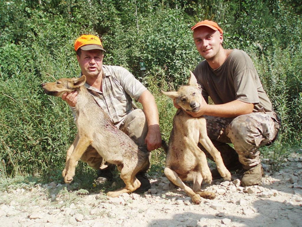 Vilnis Zvirgzdiņš un Andrejs Krasiļņikovs ir priecīgi pa veiksmi vilku medībās.
Autors: Gatis Bogdanovs