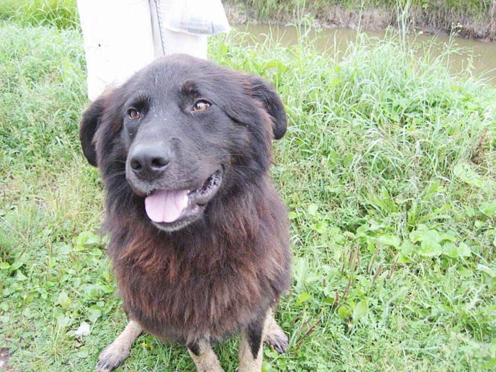 Piksis, pirmo reizi ieraugot ģimenes pārstāvjus, pie kuriem dzīvos turpmāk, uzvedās draudzīgi un jau pateicībā laizīja rokas un centās sveicienam padot ķepu.
Autors: Diāna Odumiņa