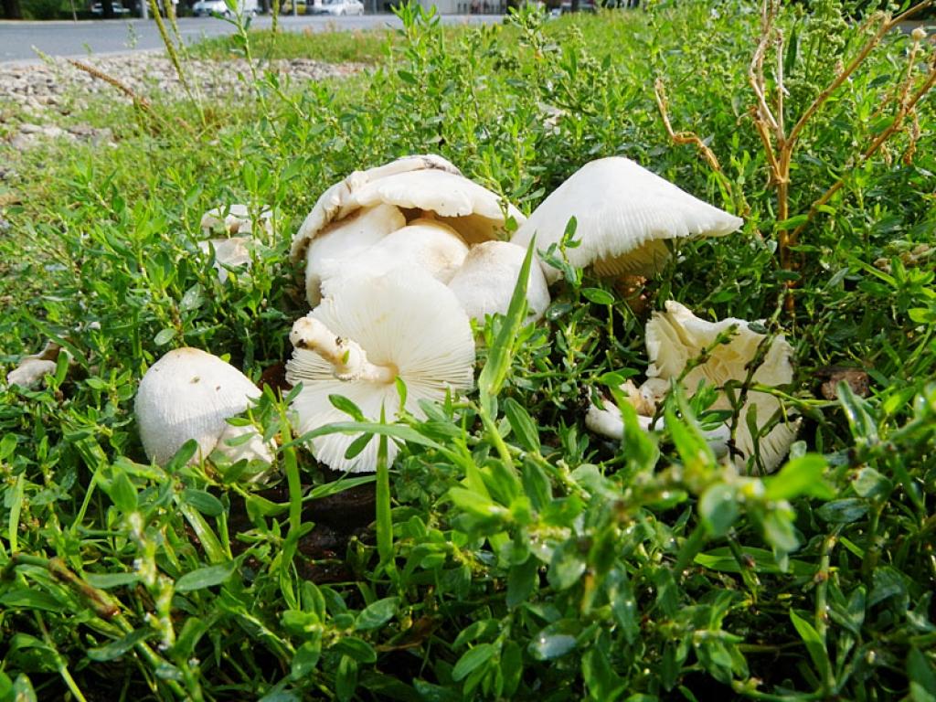 Latvijas Dabas muzeja darbinieces pašā Rīgas centrā, K. Barona ielas malā atrada Latvijai jaunu sēņu sugu Leucocoprinus cepistipes, kuru latviski nolemts saukt par sīpolkāta kroksardzeni.
Autors: No personiskā albuma