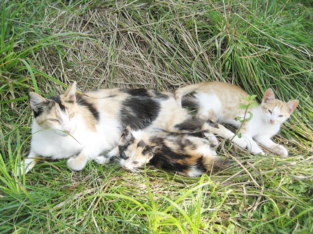 Vai arī šie trīs kaķi ir nolemti bojāejai, cietsirdīgi nogalinot vai nomērdējot badā?
Autors: Diāna Odumiņa