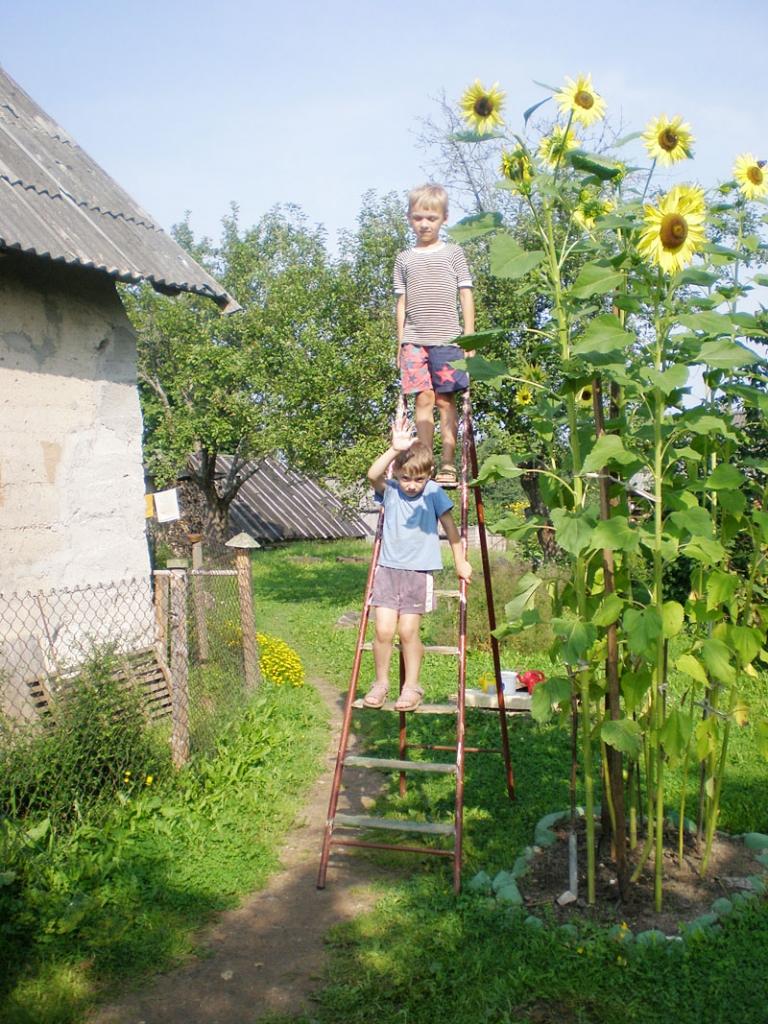 Ar vecmāmiņas Initas Zommeres audzētajām saulespuķēm augumiem mērās viņas mazdēli Markus un Ginters.
Autors: No personiskā albuma
