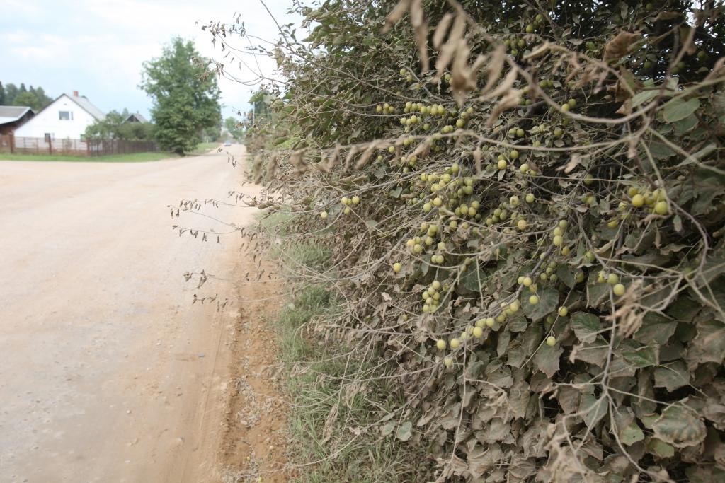 Gulbenē, Litenes ielā, skaistie privātmāju apstādījumi pašlaik izskatās kā apdeguši. Lapotne   pāragri jau sačokurojusies un sadzeltējusi, it kā būtu iestājies vēls rudens. 
Autors: Gatis Bogdanovs
