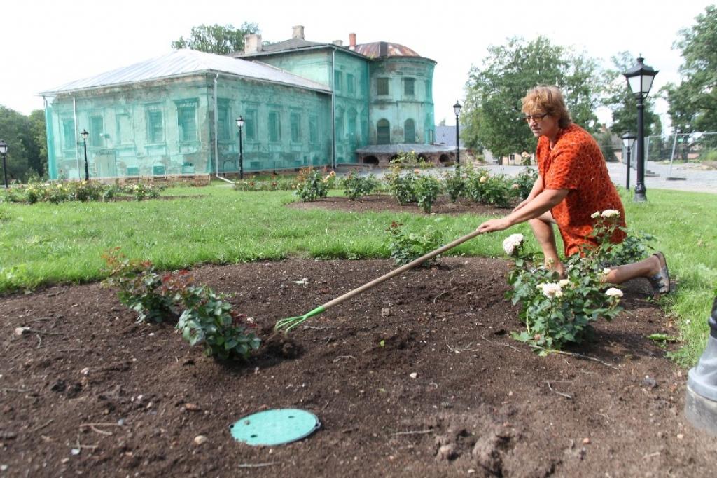 “Nolaižas rokas, redzot, ka tā var izrīkoties,” Vecgulbenes muižas darbiniece Velta Guseva saka par apzagto rožu dobi. 
Autors: Gatis Bogdanovs