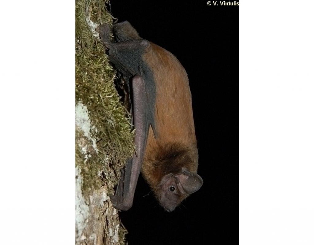 Autors: Viesturs Vintulis