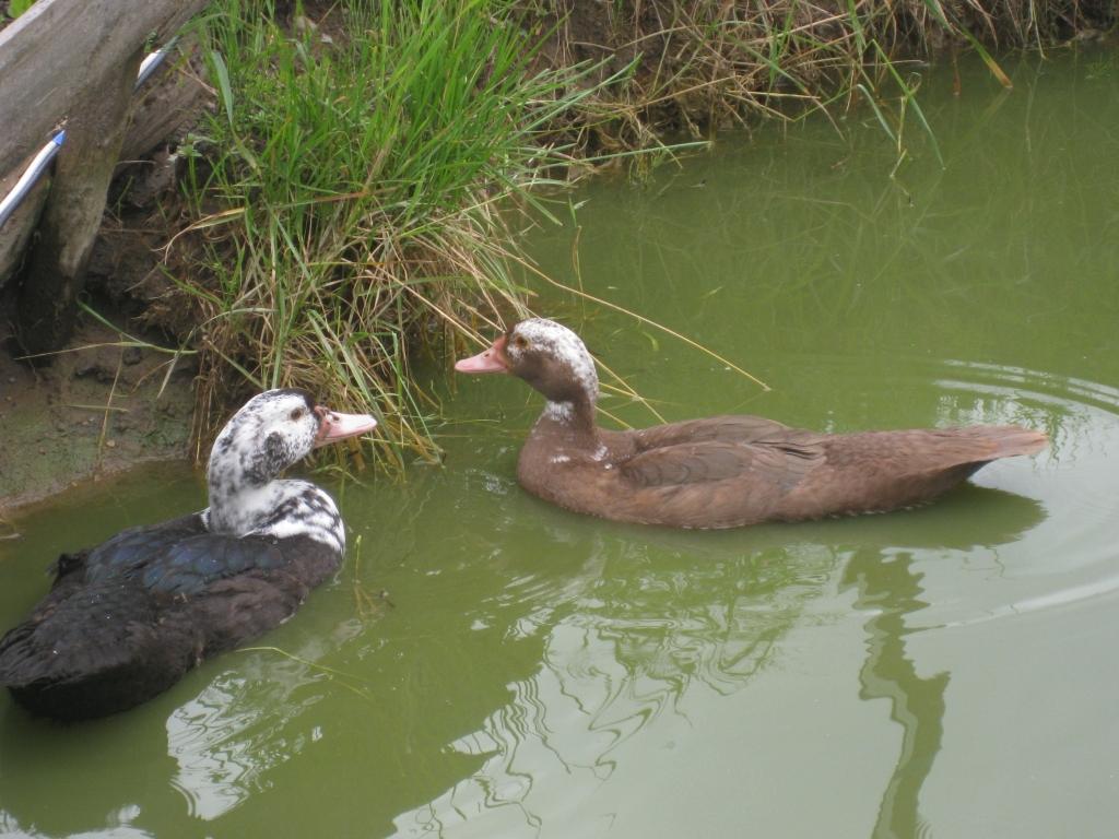 Autors: Tamāra Ulase