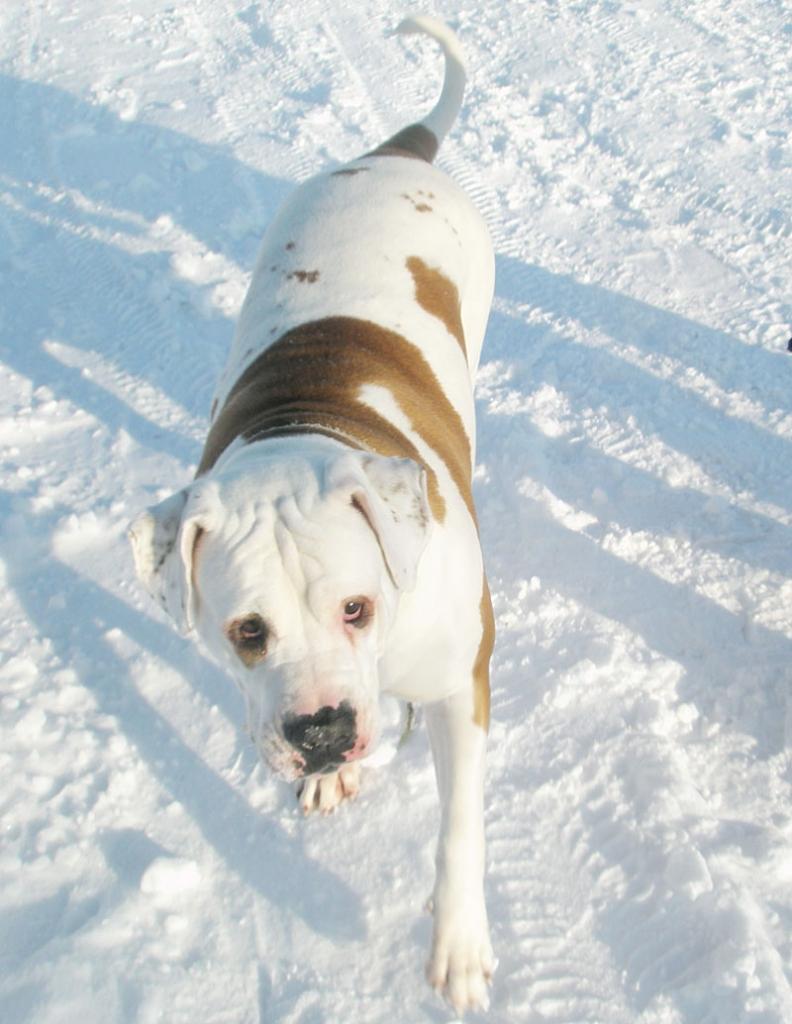 Amerikāņu buldogs - Bona.
Autors: No policijas arhīva