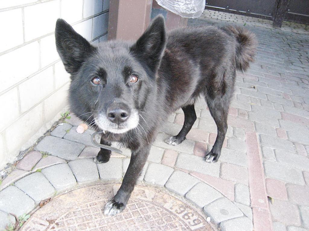 Suns pie veikala “Aiva” Gulbenē joprojām kādu gaida. Tas varētu būt gan līdzšinējais saimnieks, gan kāds cits labs cilvēks, kas gatavs uzņemties rūpes par šo mīlīgo dzīvnieku, pretī saņemot uzticību un mīļumu. Sunītis varētu būt labs sargs.
Autors: Diāna Odumiņa