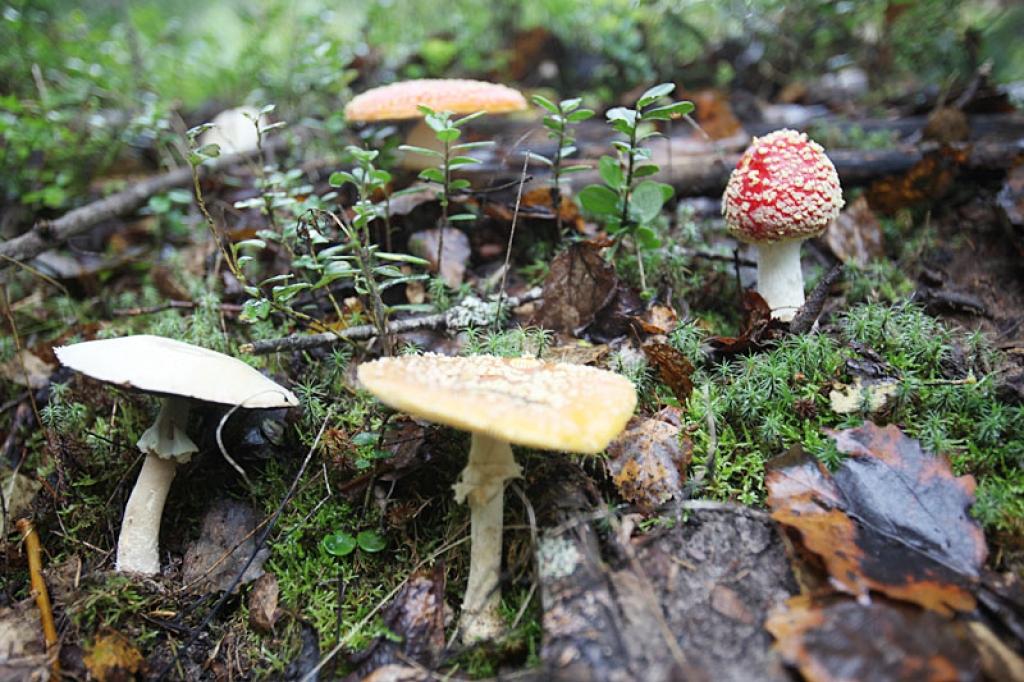 Autors: Gatis Bogdanovs 