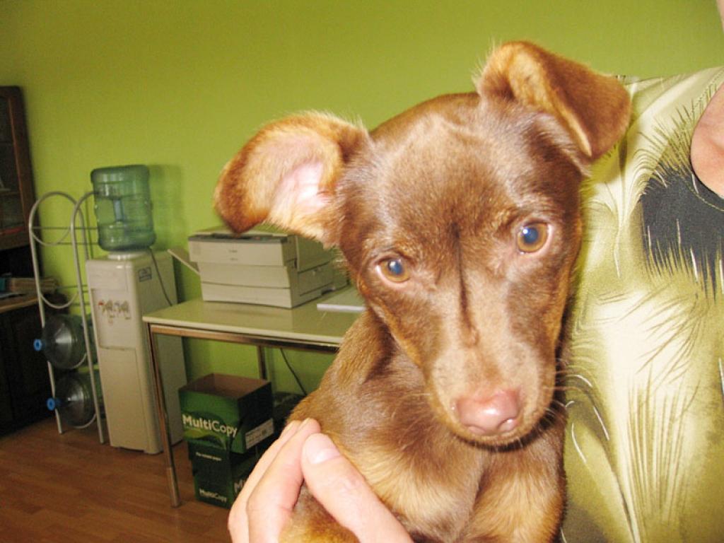 Pēc veterinārārsta vērtējuma, draudzīgā rakstura suņu puikam ir apmēram četri vai pieci mēneši.
Autors: Diāna Odumiņa