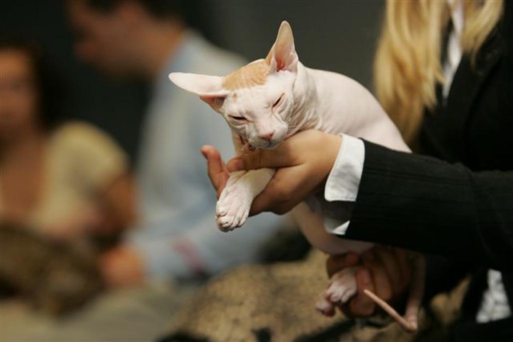 Autors: No  izstādes 